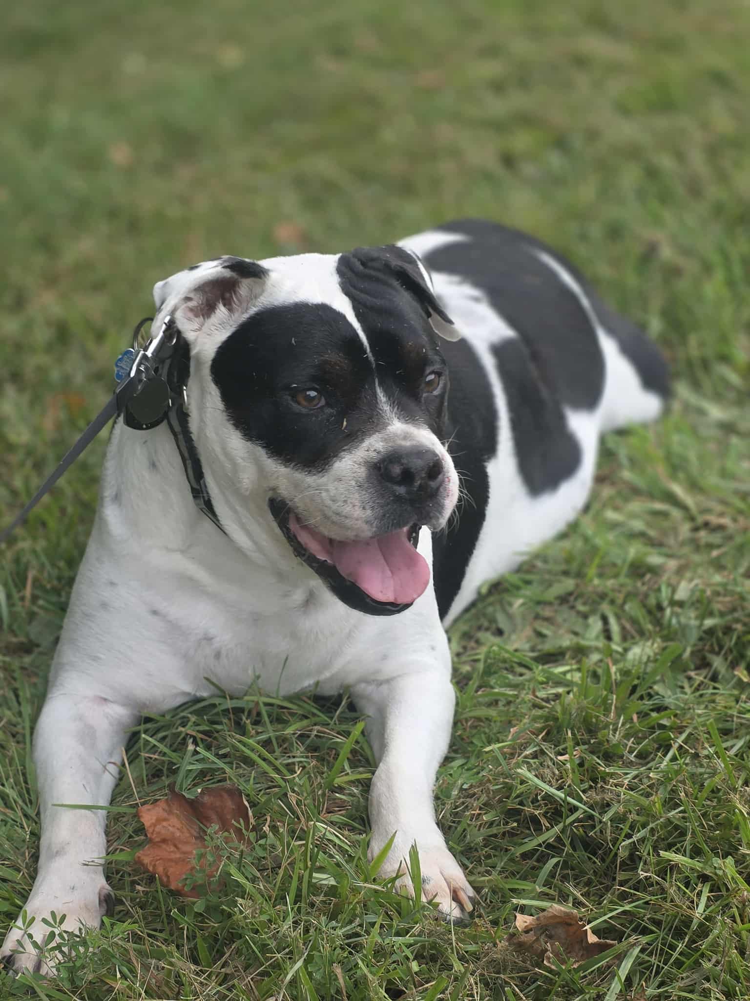 Love Big, Fight Big: Diesel’s Journey