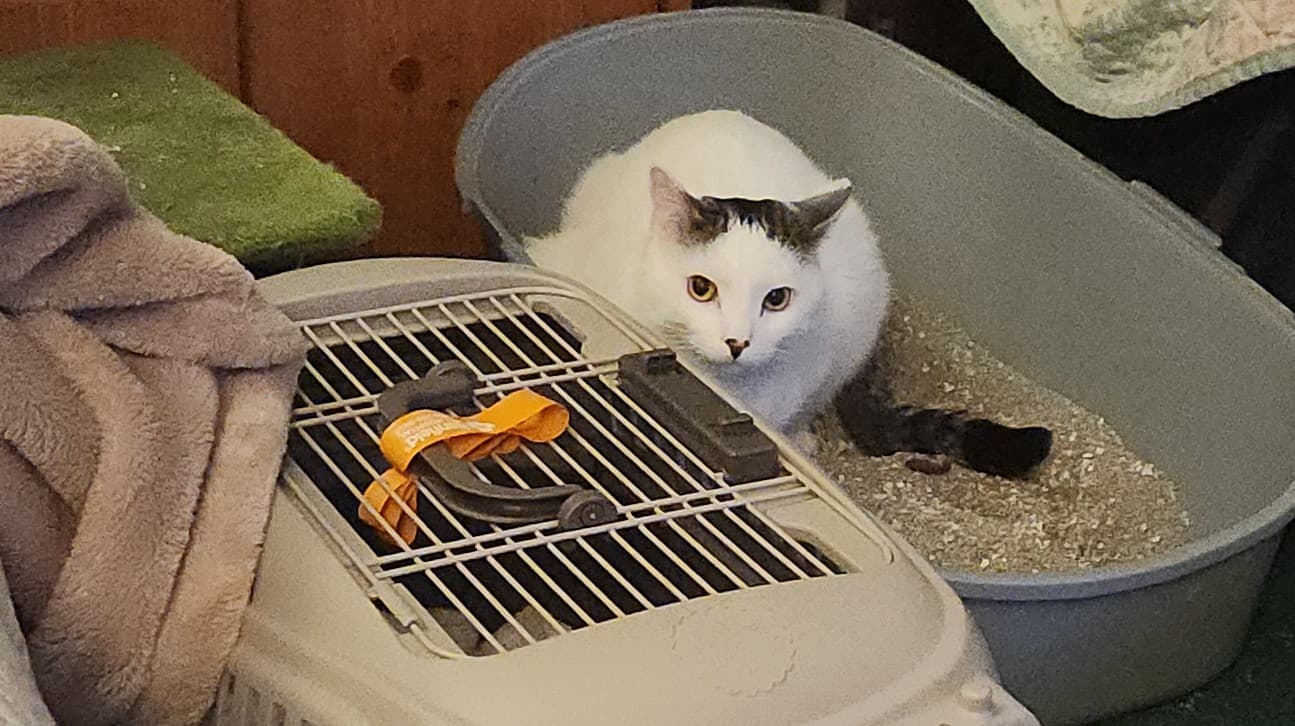 Help Gizmo Heal: Surgery for a Second Chance