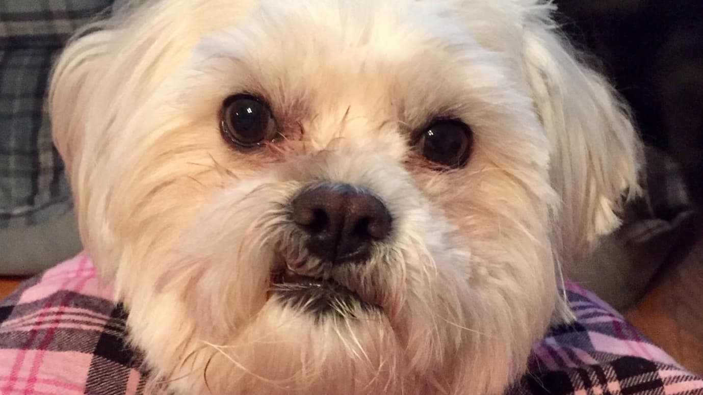 Oscar's Life Saving Surgery