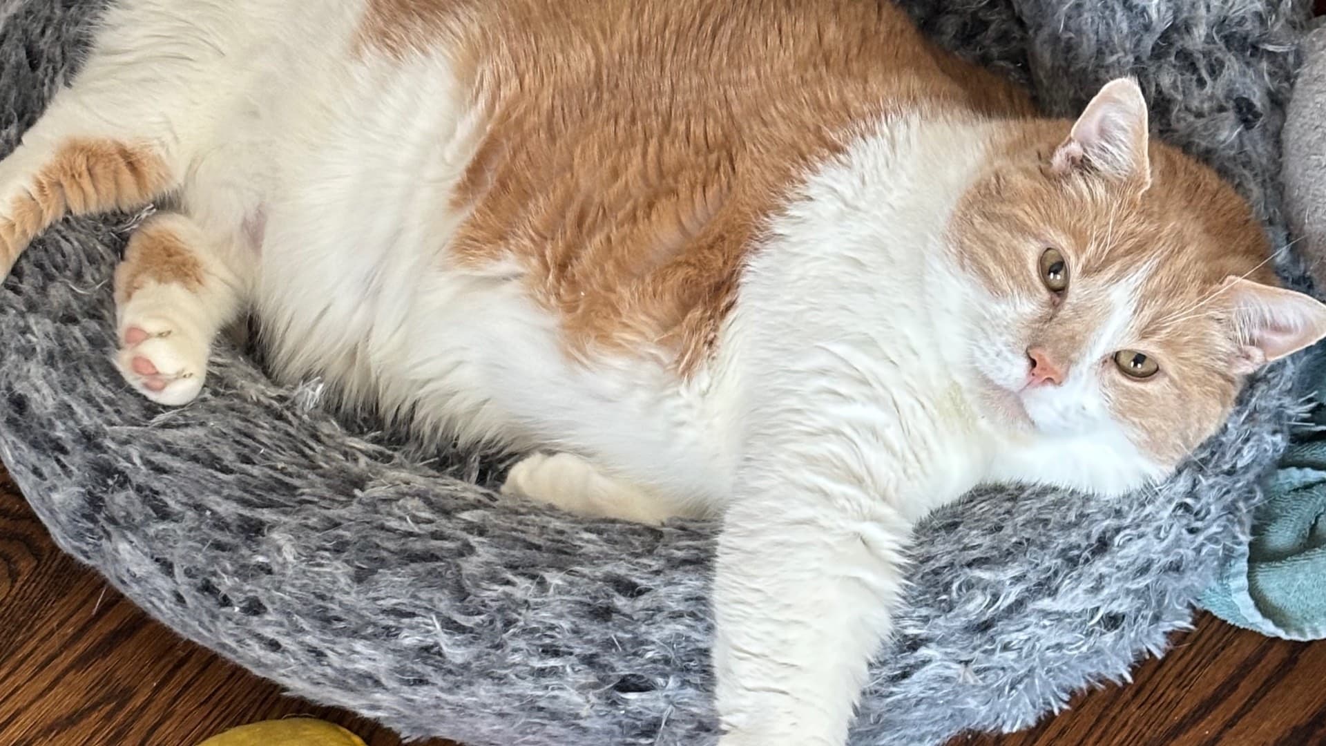 Give a little, help a chonk a lot!