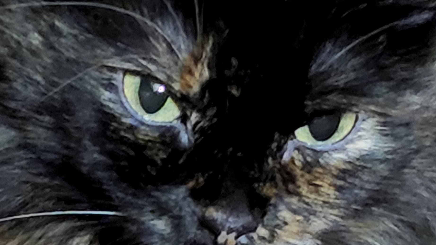 Fit Pets for Rescue Ideal Weight Challenge: Coastal Cat Clinic